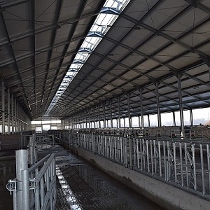 Быстровозводимые коровники